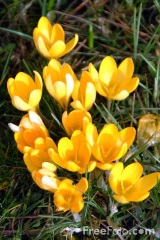 crocus